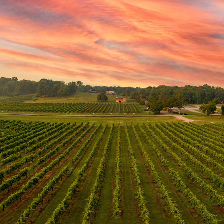 Arrington Vineyards — NSHVLL